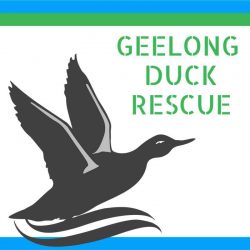 Geelong Duck Rescue
